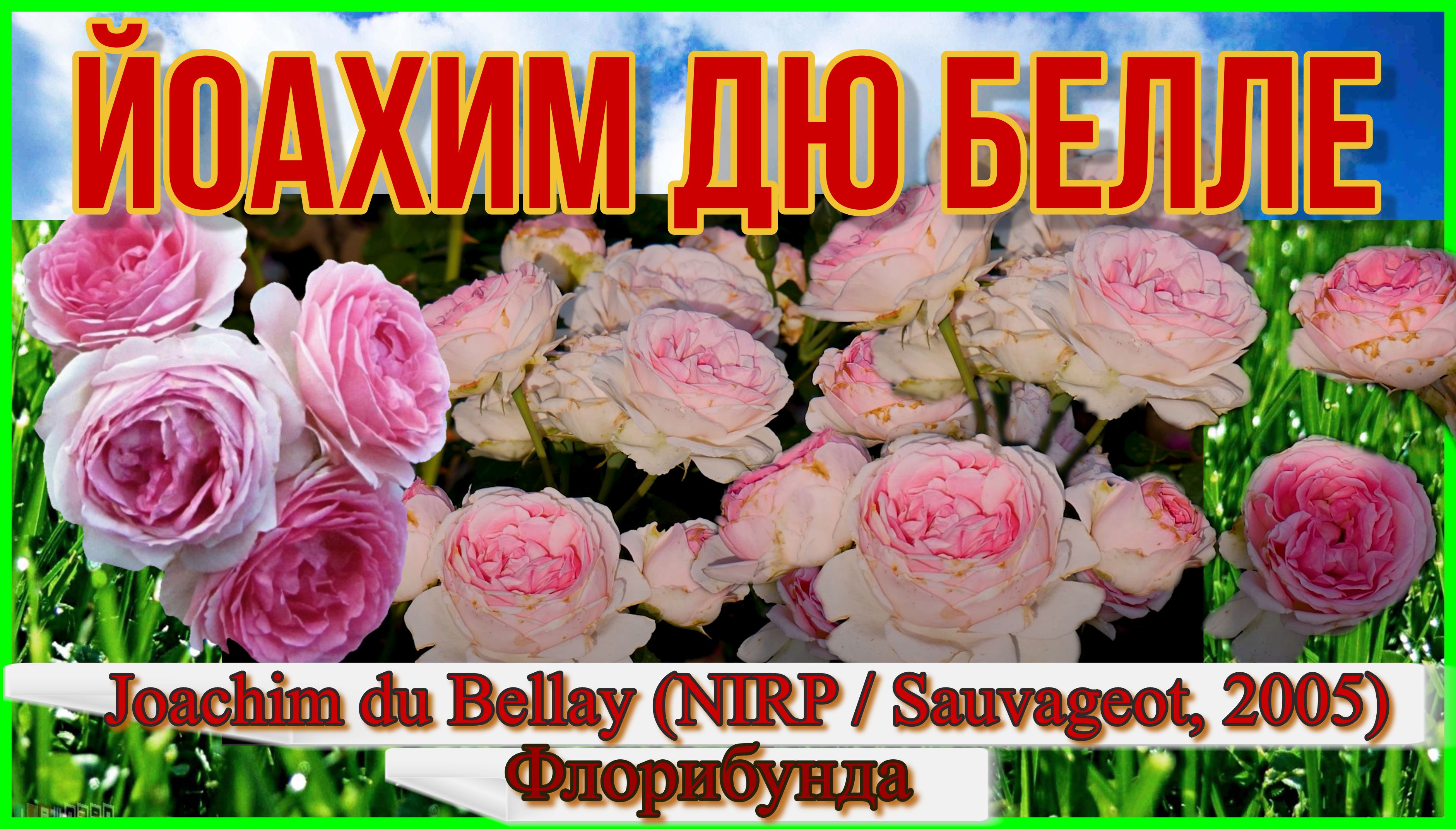 Роза Йоахим Дю Белле (Флорибунда) - Joachim du Bellay (NIRP  Sauvageot, 2005)
