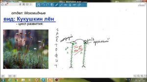 Жизненный цикл мхов - Кукушкин лен. ЕГЭ