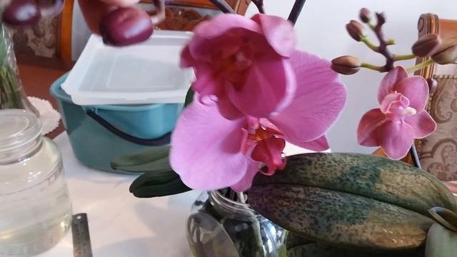 ПЕНСИОНЕРСКИЕ РАДОСТИ ЖИЗНИ - ТОРТИК..ОРХИДЕИ