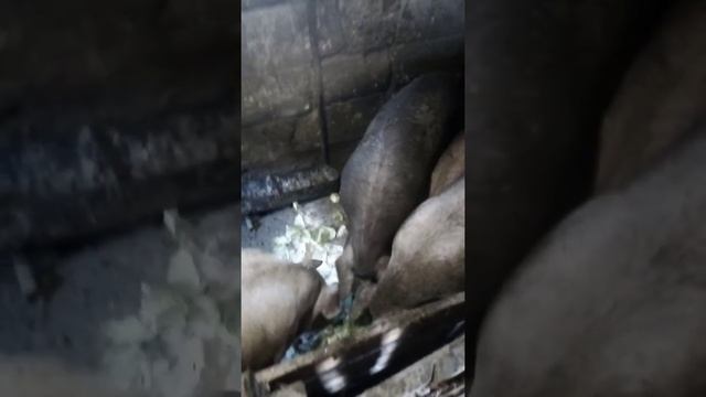 Ландрас Дюрок - весёлая компания смотреть онлайн