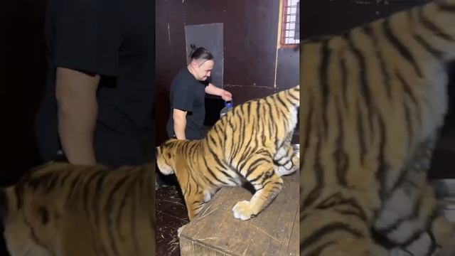 Налить тиграм воды это опасно! смотреть онлайн