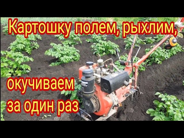 Прополка, окучивание, рыхление, картофеля за один проход и ответы на некоторые вопросы.