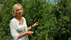 Складчатая туя Эксцельса