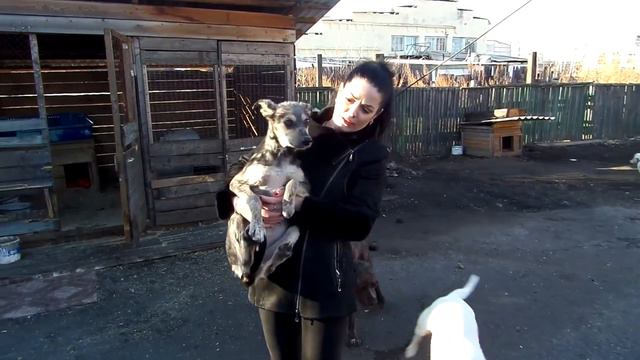 Не жди перемен! Твори перемены! (г. Биробиджан) Приют для животных смотреть онлайн