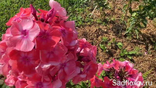 Флокс Илларион в моем саду смотреть онлайн