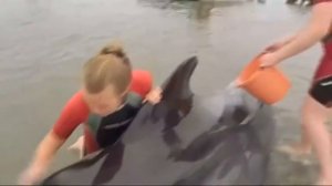 Спасение Дельфинов