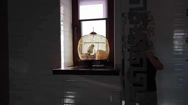 где лучше всего разместить домашних птиц смотреть онлайн