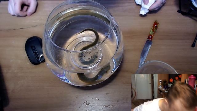 7-й ЖИВОЙ ГОМУНКУЛ ► 60 ДНЕЙ ► Ссылка на всех ГОМУНКУЛОВ в описании (Homunculus) смотреть онлайн