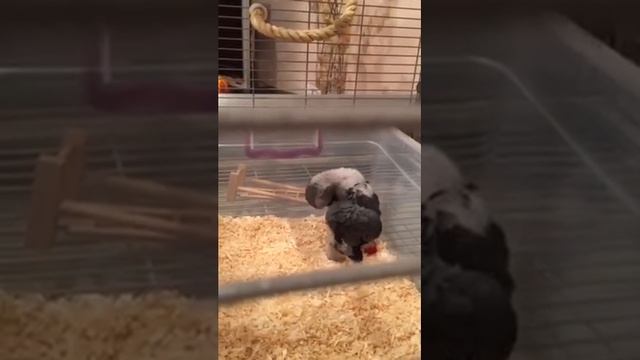 Попугай жако Яша в 2 месяца смотреть онлайн