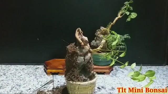 Cách Làm Hồng Ngọc Mai Ôm Đá | Malpighia glabra bonsai tree hanging on the rock. смотреть онлайн