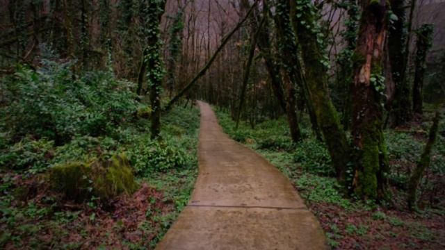 Самшитовый лес Сочи смотреть онлайн