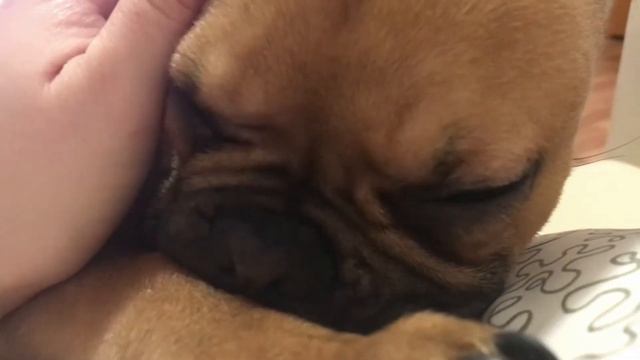 ?Минуты нежности с французским бульдогом Жуликом? Морщинки у французских бульдогов))) смотреть онлайн