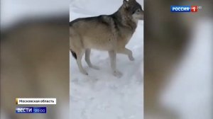 Ручные волки вышли к деревне Петелино