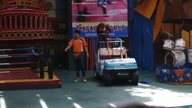 Самое лучшее шоу орангутангов!!!!!!!!!!!!!!!!!!!!