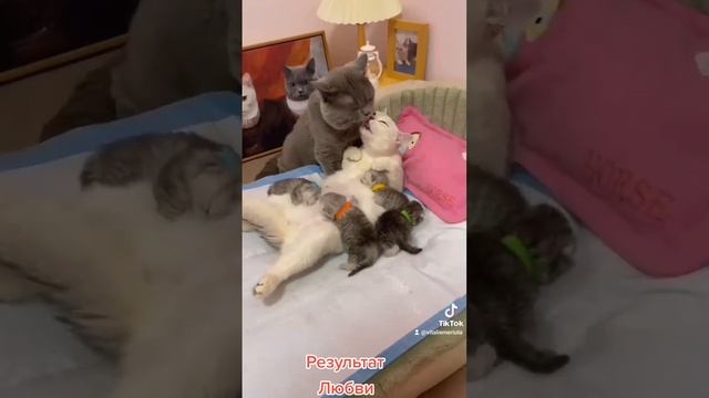 Результат любви смотреть онлайн