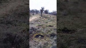 Гледичия безколючьковая.