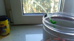 капельный перевод рыбок и креветок в аквариум