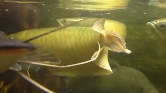 Monster Silver Arowana eats Bird смотреть онлайн