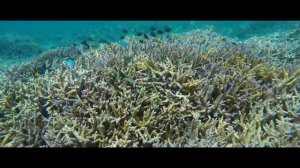Чистая вода. Самый простой способ пить качественную воду