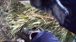 Ловля плотвы осенью на реке Зуша .