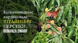 Колоновидный персик Штайнберг Россия | Small Gardens