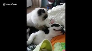 Кот делает массаж собаке