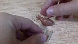 Лепим птичку киви