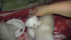 Кошка с маленькими котятами