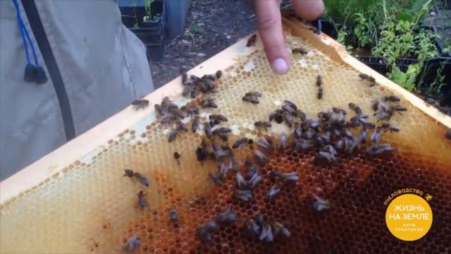 Организация пасеки в Аптекарском огороде смотреть онлайн