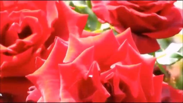 Ион Суручану-- да,да,да смотреть онлайн