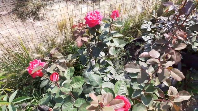 Прогулка по саду.Абрикосы , виноград ,шарафуга яблони , груши ,черешня ,жасмин ,розы на Южном Урале смотреть онлайн