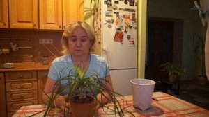 Бокарнея – Нолина. Знание особенностей – успешный результат выращивания!