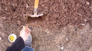 DETIA средство для отпугивания кротов (шарики с запахом Лаванды)