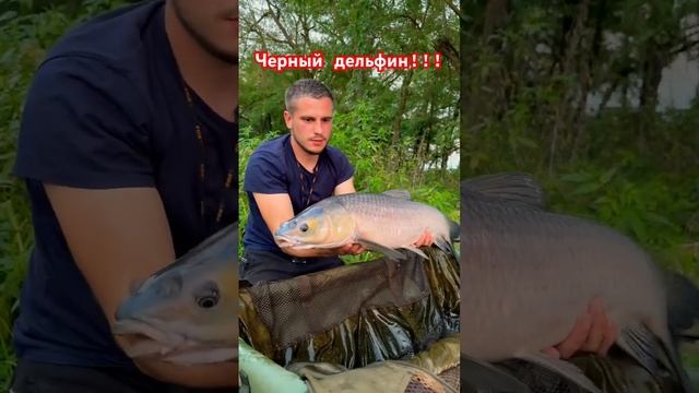 Черный дельфин #рыбалка