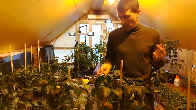 РЕАЛЬНЫЕ результаты микоризы AUREA на живом примере! смотреть онлайн