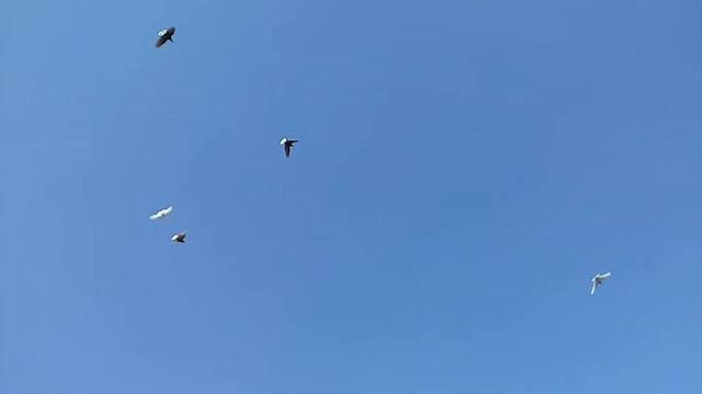 Краснодарские бойные голуби в небе кривого рога 14 04 2018. Pigeons смотреть онлайн