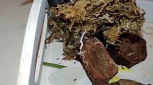 Пересаживаю Толумнию. Как Не Погубить Корни Орхидеи.