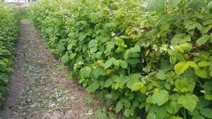 Малина, есть ли смысл в зеленой обрезке побегов замещения?