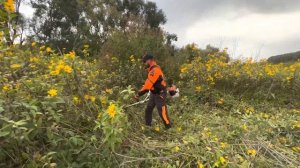 Stihl Fs 561-C cutting big weeds with 350 mm brush knife.