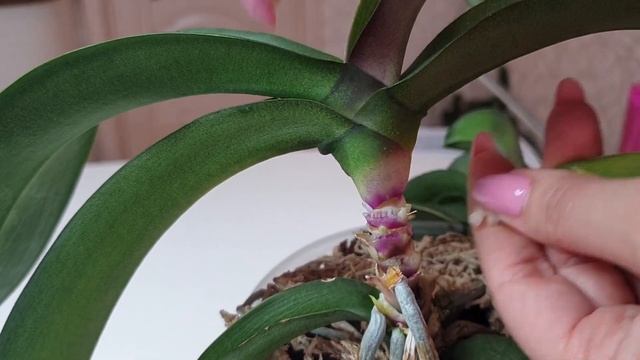 Орхидея ГНИЕТ и ЖЕЛТЕЕТ лист орхидеи // ФУЗАРИОЗ у орхидеи