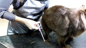 Салонная стрижка шпица - Уход за питомцем.