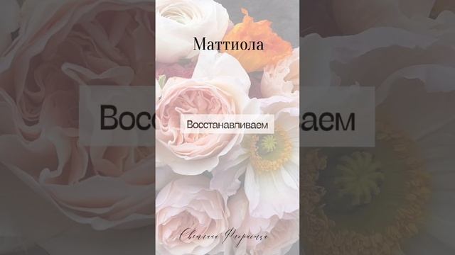 Маттиола. Уход. Стойкость #цветы #flower #маттиола #флорист