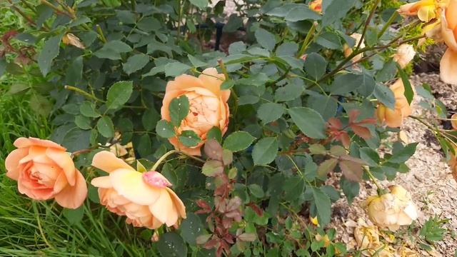 Роза Леди оф Шалот (Lady of Shalott) в Северо-Западном регионе.