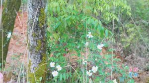 煨辣椒凉拌刺泡笋，够辣够香够脆，太开胃了|Make salad with thorn shoots ,It's an appetizer【乡野莲姐】@4K