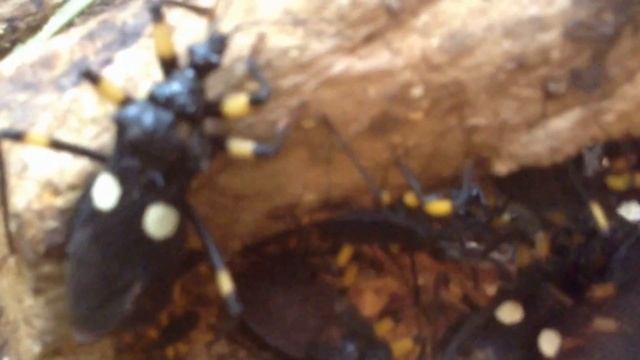 Клопы Хищники Опасные насекомые клопы смотреть онлайн