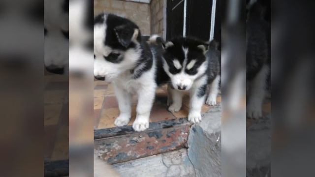 Как росли хасята! Щенки хаски/ Husky