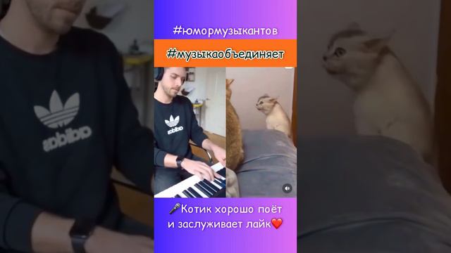 КОТ ПОЁТ КОЛЫБЕЛЬНУЮ. МЕМЫ / ШУТКИ / ЮМОР МУЗЫКАНТА / МУЗЫКА ОБЪЕДИНЯЕТ.