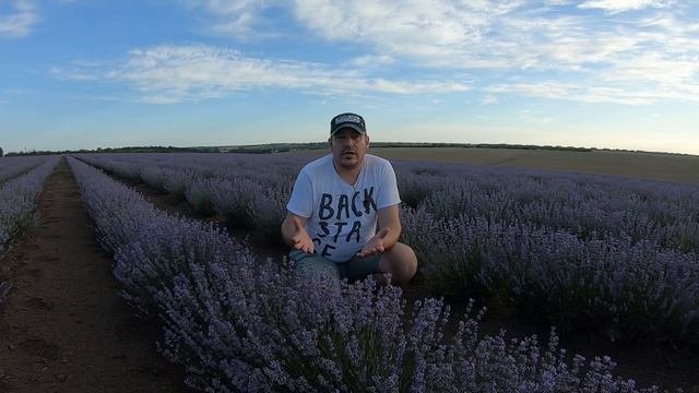 Лавандовое поле. Фотосессия в лаванде. Одесская область. #лаванда. Где лавандовое поле? Сергеевка.