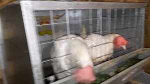 молодки перестали нестись