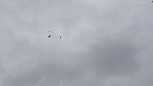 Краснодарские красные белобородые!?️?️?️